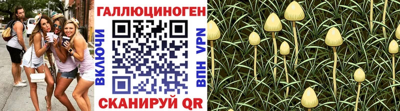 где продают Рубцовск Галлюциногенные грибы Psilocybe